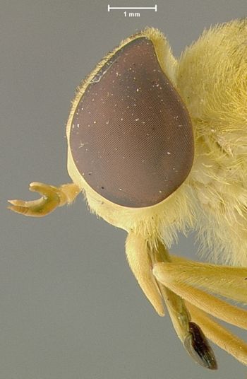 Media type: image;   Entomology 29904 Aspect: head lateral view